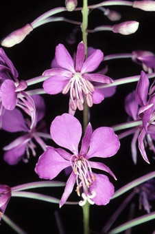Epilobium angustifolium